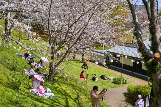 People enjoying hanami (cherry blossom viewing) picnic on a grassy hillside beneath blooming sakura trees in a Japanese park. Groups sit on colorful blankets and mats under the shade of white and