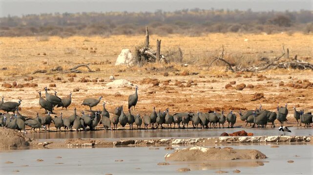 huge flock of helmeted guinea fowls, Numida meleagris, at waterhole 059