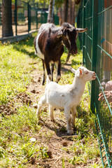 Naklejka premium Black goat and white kid near green fence