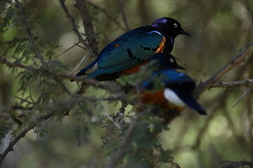 Fototapeta premium Superb starlings (Lamprotornis superbus) Superb starling is a brightly colored passerine bird native to eastern Africa 🐦. It is easily recognized by its iridescent blue-green upperparts, chestnut bel