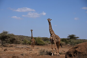 Fototapeta premium giraffe tall African mammal belonging to the genus Giraffa. Specifically, It is an even-toed ungulate. It is the tallest living terrestrial animal and the largest ruminant on Earth