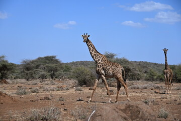 Fototapeta premium giraffe tall African mammal belonging to the genus Giraffa. Specifically, It is an even-toed ungulate. It is the tallest living terrestrial animal and the largest ruminant on Earth