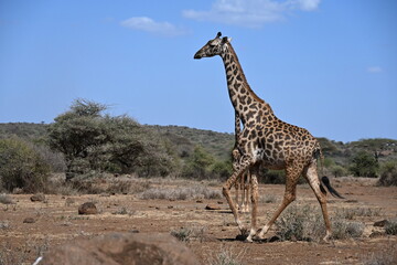 Obraz premium giraffe tall African mammal belonging to the genus Giraffa. Specifically, It is an even-toed ungulate. It is the tallest living terrestrial animal and the largest ruminant on Earth