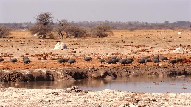 huge flock of helmeted guinea fowls, Numida meleagris, running excitedly 632
