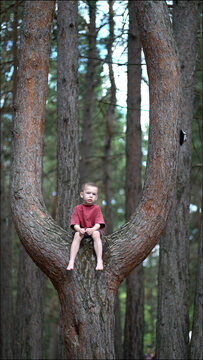 A young boy sits peacefully on a tree branch in a pine forest, gazing at the camera with a calm expression. Serene childhood moment in nature.