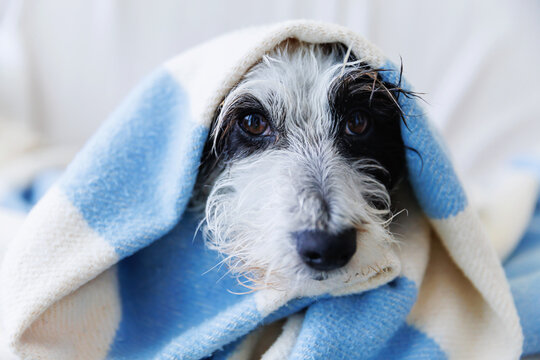 Portrait of a rescued dog resting under a blanket indoors. Concept of animal welfare, adoption, kindness, protection, trust, and a second chance