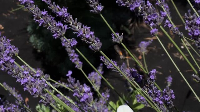 Scarce Swallowtail Butterfly on Blooming Lavender in Sunny Garden