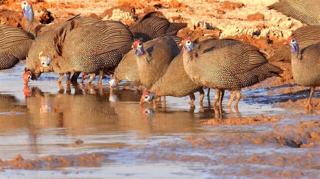 huge flock of helmeted guinea fowls, Numida meleagris, at waterhole 658,
