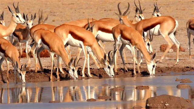 springboks, Antidorcas marsupialis, at waterhole in the Kalahari, drinking, close 584   
