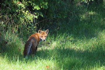 Fototapeta premium Rotfuchs / Red fox / Vulpes vulpes