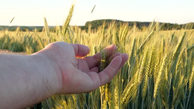 Farmer hand gently touching ripe golden ears of wheat growing in large agricultural field during beautiful sunset. Gesture symbolizing good harvest and connection with nature at summer. Close up view