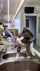 Grey and white kitten drinks water from a kitchen faucet. Small cat perched on edge of sink with its tongue extended to reach the flowing water. Background includes various kitchen items © Faraways