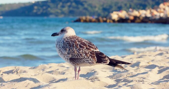 seagull standing on a sandy beach shore by the sea in the morning