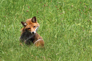 Fototapeta premium Rotfuchs / Red fox / Vulpes vulpes