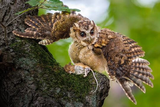 The Indian scops owl is guarding its caught mouse.