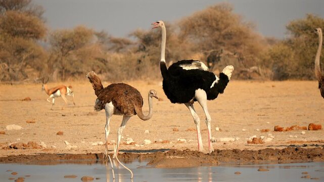 ostriches, Struthio camelus, at the waterhole, drinking 024
