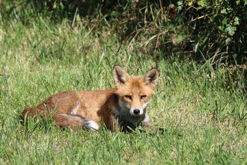 Fototapeta premium Rotfuchs / Red fox / Vulpes vulpes