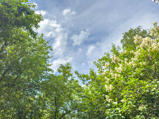 Fototapeta premium Lush green trees with white flowers under a bright blue sky and fluffy clouds