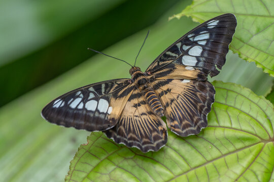 Pictured is a butterfly of the species Parthenos sylvia , also known as the clipper