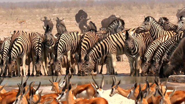 many plains zebras, equus quagga, at waterhole, drinking 093