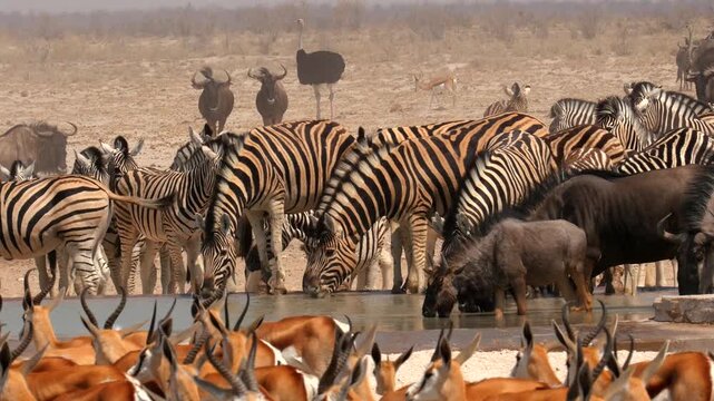 many plains zebras, equus quagga, at waterhole, drinking 092,
