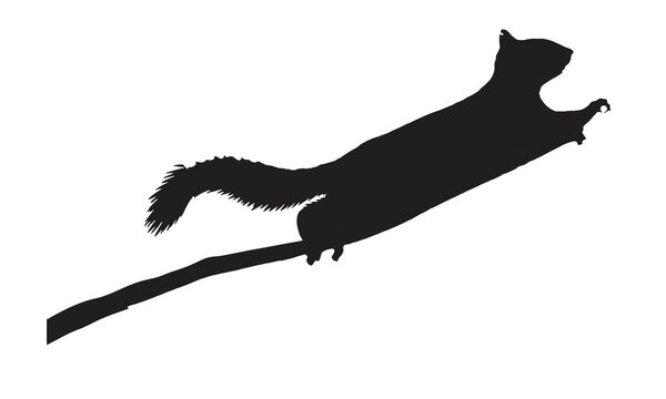 Silhouette of a jumping squirrel on a branch with squirrel silhouette wildlife