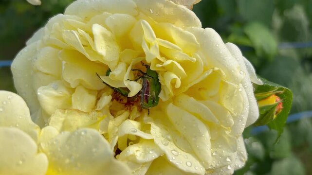 Close-up of a shiny green beetle crawling inside a blooming yellow rose with water droplets