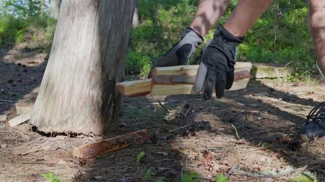 A close-up shot captures a man wearing protective work gloves dropping split firewood logs onto the pine needle covered ground. Horizontal at 60fps. 