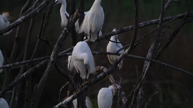 Little egrets(Egretta garzetta) preening their feathers while standing on old trees at nightfall 