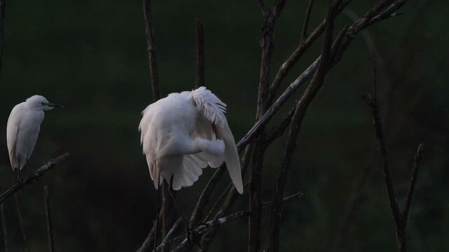 An adult great egret (Ardea alba) preening its feathers at nightfall.
