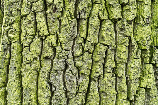 Tree bark texture natural background