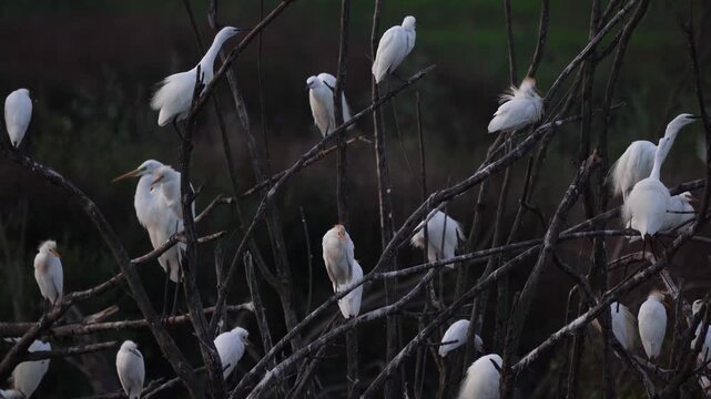 A colony of herons and egrets at nightfall