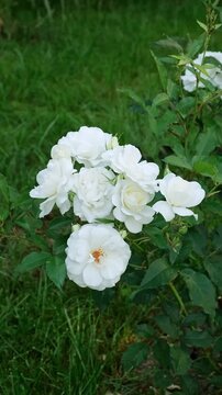 White rose bush blooming in a green garden near a fence. Summer garden, floral background, white flowers. High quality 4k footage.