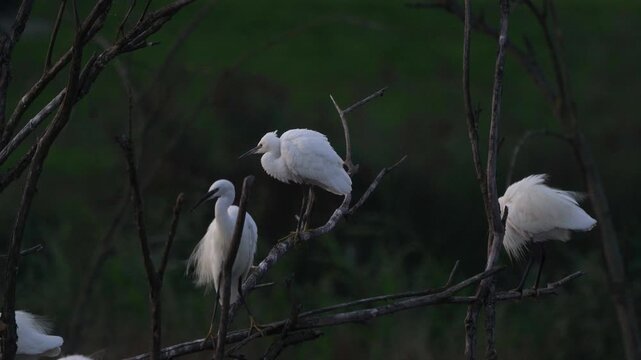 Little egrets (Egretta garzetta) preening their feathers while standing on old trees at nightfall