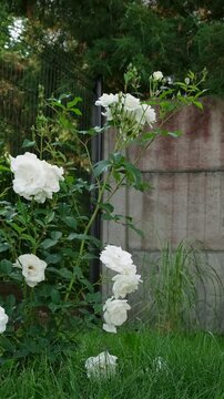 White rose bush blooming in a green garden near a fence. Summer garden, floral background, white flowers. High quality 4k footage.