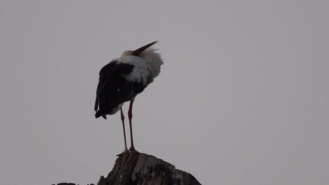An adult white stork (Ciconia ciconia) standing on one leg on an old tree in the evening