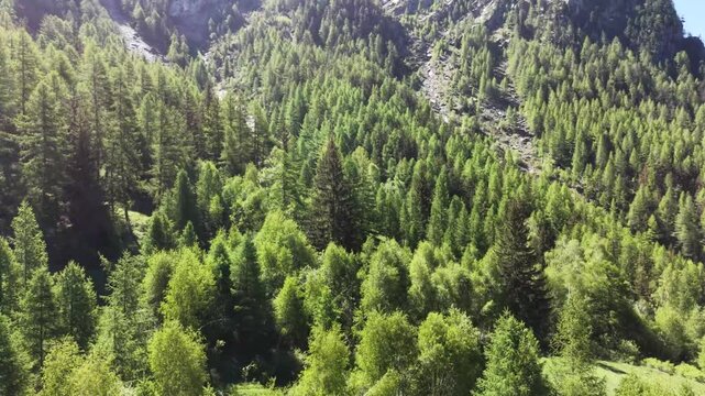 Forested alpine slopes near Cascata Biolet in Aosta Valley