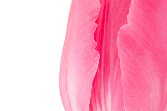 close up of pink tulip flower against white