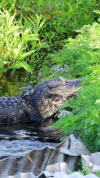 American Alligator With Both Feet Missing Lost in Battle