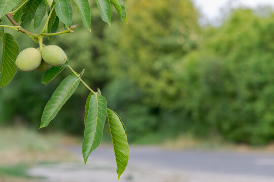wallnuts grows on a twig in a summer 