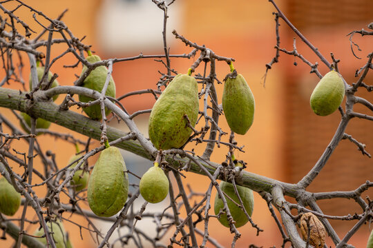 Kapok tree, Ceiba pentandra or white silk cotton tree