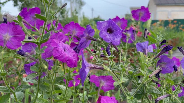 a cluster of vibrant purple and magenta petunias blooming in a garden. Flowers are covered in tiny water droplets, suggesting a recent rain or morning dew.