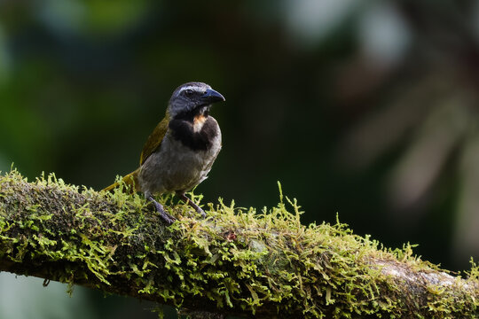 Buff Throaded Saltator