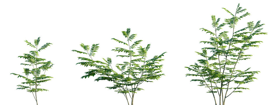 Set of Pterocarya stenoptera (the Chinese wingnut) frontal shrubs set street isolated png on a transparent background perfectly cutout	