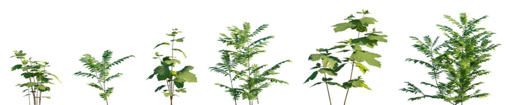 Set of Pterocarya stenoptera and Firmiana simplex frontal shrubs set street isolated png on a transparent background perfectly cutout	