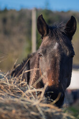 Dark Brown Horse Eating Hay Outdoors, Close-Up Portrait © SynchR