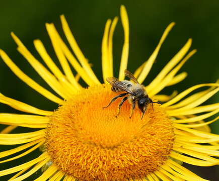 the pantaloon bee collects pollen