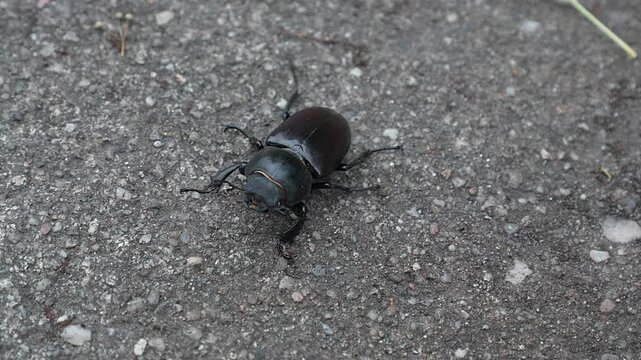 Black stag beetle walking on asphalt