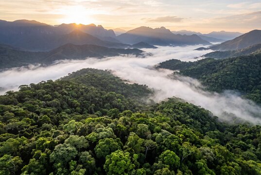 Aerial view of a tropical rainforest with morning mist and sunrise over mountains