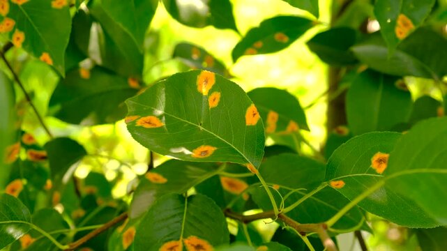 Yellow spots on pear leaves. Selective focus.